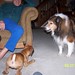 Renee Roscoe Photo 11