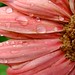 Ray Flowers Photo 20