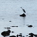Clyde Grey Photo 10
