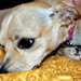 Lisa Lauer Photo 29