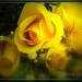 Joy Rose Photo 12