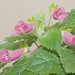 Arleen Flowers Photo 10