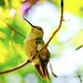 Denise Bird Photo 22