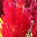 Ruby Hinton Photo 15