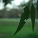 Stephen Greenleaf Photo 9