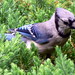 Jay Bush Photo 18