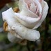 Vernon Ross Photo 21