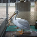 Roger Hutchins Photo 13