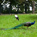 Margaret Peacock Photo 22