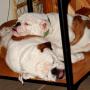 Stacy Hope Photo 16