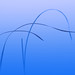 A Reed Photo 23