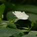 Peter Jee Photo 3