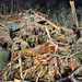James Ware Photo 26