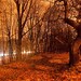 Eugene Mills Photo 16