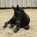 Debbie Lay Photo 21