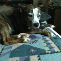 Joyce Steelman Photo 2