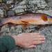Marilyn Trout Photo 8