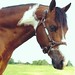 Joy Doss Photo 12
