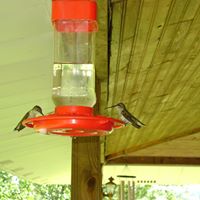 Ann Lindstrom Photo 25