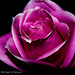 Michael Convey Photo 23