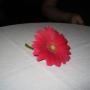 Renee Sutton Photo 38