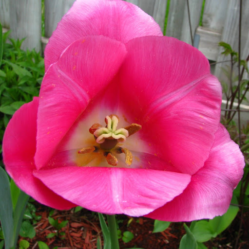 Peggy Mccullough Photo 29
