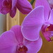 Connie Moody Photo 28