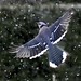 Jay Snow Photo 19