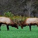Lori Hicks Photo 26