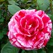 Rose Wise Photo 20