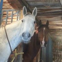 Lisa Theriault Photo 18