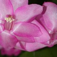 Dianne Springer Photo 8