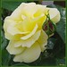 Rosa Bell Photo 24