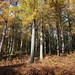 Elizabeth Forest Photo 13