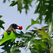 Robin Cherry Photo 18