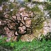 Alicia Hoyt Photo 10