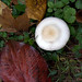 Joe Russo Photo 44