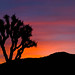 Joshua Quick Photo 9