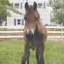 Joyce Fields Photo 19