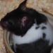 Deborah Winston Photo 16