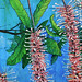 Shell Bush Photo 8