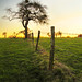 Geoffrey Field Photo 4