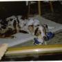 Cheryl Larsen Photo 27