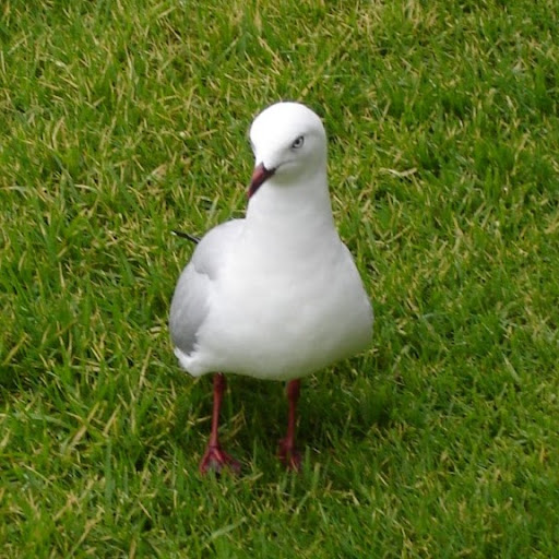 Paul Hibbs Photo 12