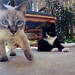 Lucy Howell Photo 26