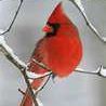 Carol Shockley Photo 13