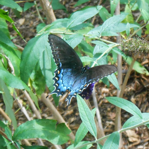 Joan Popp Photo 3