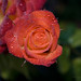 Flor Garcia Photo 11