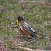 Robin Carlson Photo 11
