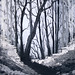 Forrest Ross Photo 17